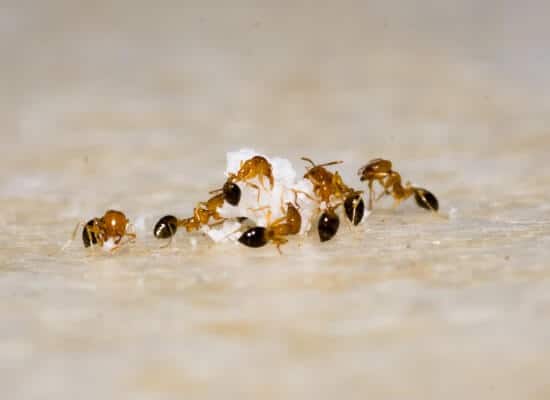 ants feeding on bread