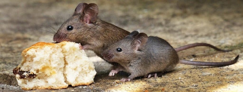 rats eating bread