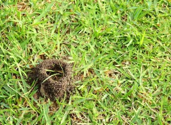 signs of ants outside on the lawn