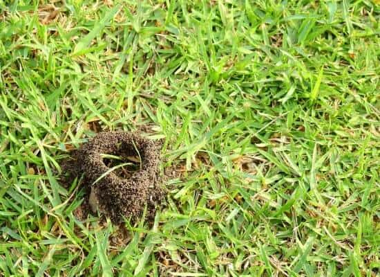signs of ants outside on the lawn