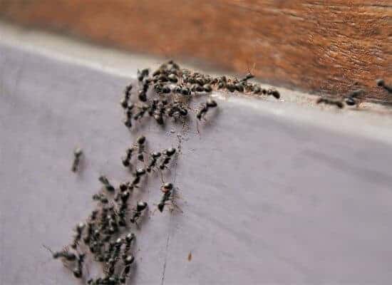 ants coming into the house