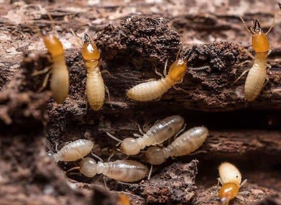 Termites 1 1
